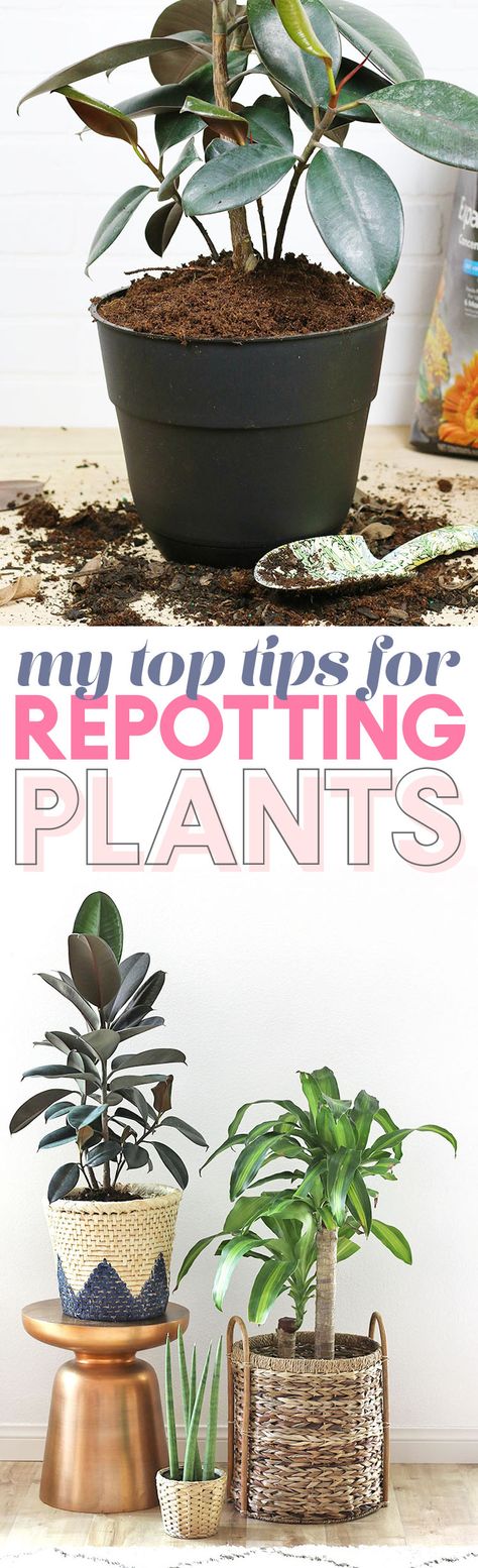 Can't wait to repot my plants! Harvest Rainwater, Replanting Succulents, Collecting Rainwater, Repotting Plants, Inside Plants, Web Images, Landscaping Tips, Replant, Succulents Diy