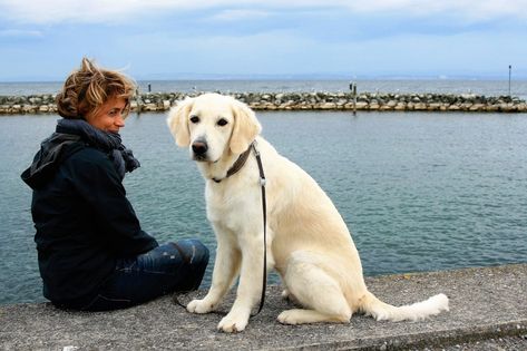 SOUL HEALING WITH OUR ANIMAL COMPANIONS: The Hidden Keys to a Deeper Animal-Human Connection Tammy Billups  Misty was a small, dirty blonde ball of fur with a shaggy face entirely tear-stained in a dark red colour. She was lying down on the floor of her cage, quiet and completely uninterested in my mother and me.   #animals #bookreview #emotions #energyhealing #pets Dog Walking Business, Emotional Support Dog, Support Dog, Emotional Support Animal, Dog Parents, Retriever Puppy, Pet Sitters, Animal Companions, Boxer Dogs