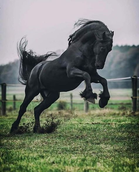 Beautiful Horses Photography, Black Horses, Most Beautiful Horses, Friesian Horse, Horse Drawings, All The Pretty Horses, Animal Painting, White Horses, Cute Horses