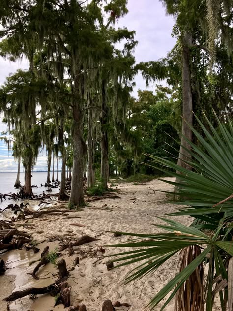 Cypress trees along the shore of Lake Pontchartrain in Fountainbleau State Park in Mandeville Louisiana, this is why we love our southern landscapes! Fountainbleau State Park Louisiana, Florida Cracker House, Louisiana Aesthetic, Cypress Bonsai, Florida Core, Beach Outer Banks, Things To Do In Louisiana, Fantasy World Aesthetic, Charleston Living