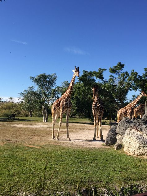 Zoo Miami  jirafas 🦒 2013 Swag Era, The Zoo, Vacation Places, Giraffes, Zoo Animals, Orlando, Miami, Florida, Animals