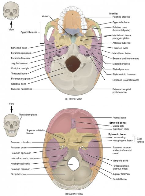 The Skull Anatomy, Human Skull Anatomy, Axial Skeleton, Nerf Vague, Human Skeleton Anatomy, Facial Bones, Skull Anatomy, Anatomy Bones, Skeleton Anatomy