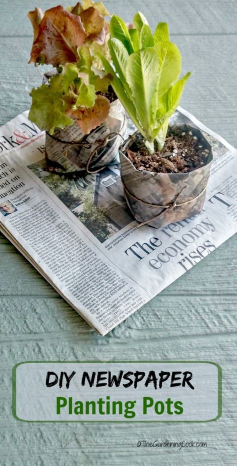 These DIY newspaper seed pots are an organic way to start your seeds. Plant them right into the garden when ready, paper pot and all. thegardeningcook.com Small Plant Pots, Diy Newspaper, Seed Pots, Paper Pot, Planting Pots, Gardening 101, Organic Seeds, Garden Tips, Veggie Garden