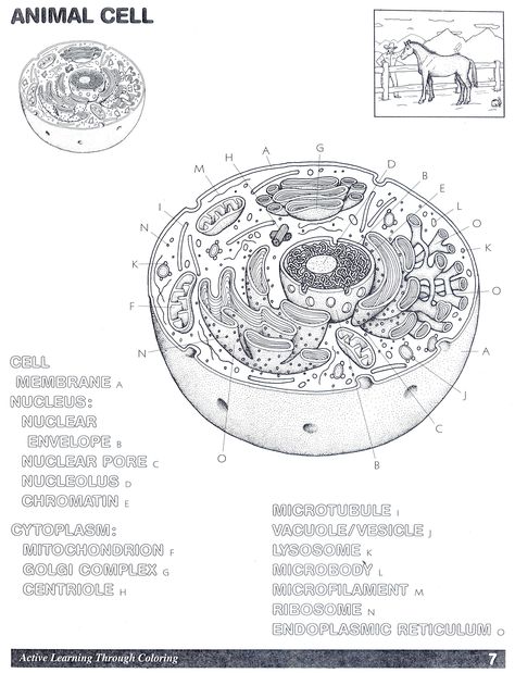 Animal Cell Coloring Page Answers – Through the thousand photos on the net regarding animal cell coloring page answers , choices the very best choices having greatest resolution exclusively for you all, and this images is among photos series inside our ideal images gallery about Animal... #animal #coloring #pages Plant Cell Labeled, Animal Cell Drawing, Animal Cell Organelles, Animal Cell Structure, Plant Cell Diagram, Cell Diagram, Cells Worksheet, Plant And Animal Cells, Cell Organelles