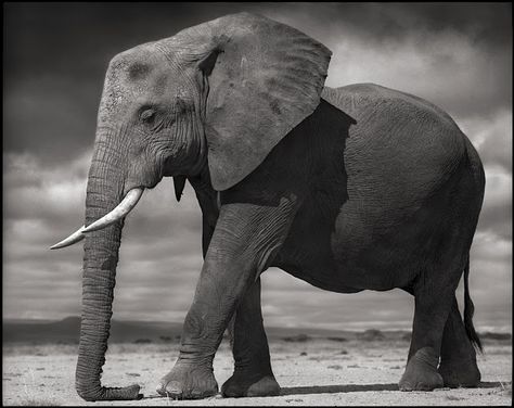 Elephant Profile, Giraffe Running, Nick Brandt, Elephant Skull, Elephant Photography, Elephant Pictures, Elephants Photos, Save The Elephants