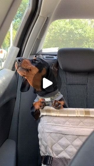 Dachshund World on Instagram: "😍 Dm us to featured 😍 Credit  @sidney_minisausage Follow @ig_dachshundworld for more! 🐺 Follow @ig_dachshundworld for more! 🐺 Follow @ig_dachshundworld for more! 🐺 . . . . #dachshund #dachshundsofinstagram #dachshundoftheday #dachshundlove #dachshunds #dachshundpuppy #dachshundappreciation #dachshundsunited #dachshundsonly #dachshundofinstagram #dachshundsofig #dachshundlife #dachshundmix #dachshundlovers #dachshundlover #dachshunddaily #dachshundworld #dachshundunited #dachshundpuppies #dachshundloversphoto #dachshundobsessed #dachshundsarethebest #dachshundsrule #dachshundsdailyig" Wiener Dog Humor, Dachshund Funny Video, Dachshund Stuff, Dachshund Funny, Miniature Dachshunds, Hybrid Dogs, Dachshund Mix, Funny Dachshund, Miniature Dachshund