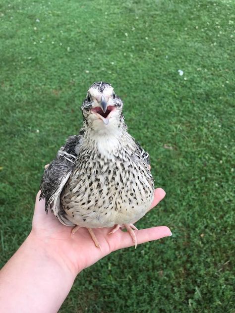 Types Of Quail, Quail Farm, Coturnix Quail, Button Quail, Bird Meme, Quail Coop, Raising Quail, People References, Backyard Poultry