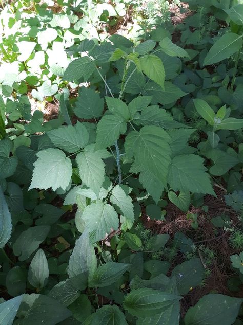 BlackBerry     NOT poison ivy Poison Ivy Plant, Poison Ivy Plants, Deadly Poison, Ivy Plant, Ivy Plants, Poison Ivy, Blackberry, Ivy, Plant Leaves