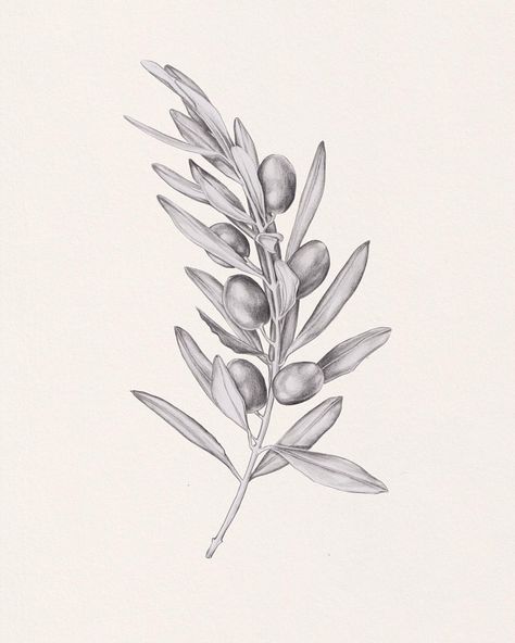 An olive sprig after I spotted a particularly beautiful tree on yesterday's afternoon walk ✍🏻✨ Olive Tree Tattoos, Olive Sprig, Olive Branch Tattoo, Jewel Tattoo, Branch Tattoo, Plant Drawing, Tree Tattoo, Olive Tree, Olive Branch