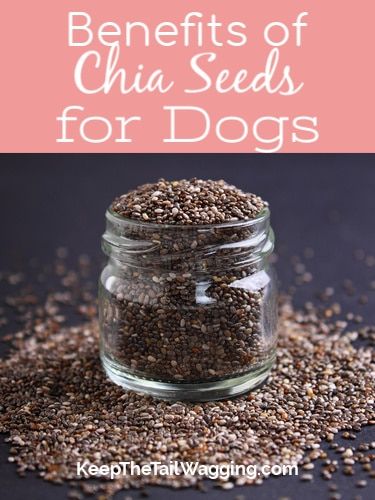 Learn why I add chia seeds to my dogs' raw diet, including the benefits, the nutrients, and how to prepare them for your dog. Oatmeal For Dogs, Fiber For Dogs, Benefits Of Chia Seeds, Benefits Of Chia, Raw Dog Food Diet, Chia Benefits, Seeds Benefits, Chia Seeds Benefits, Chia Seed Recipes