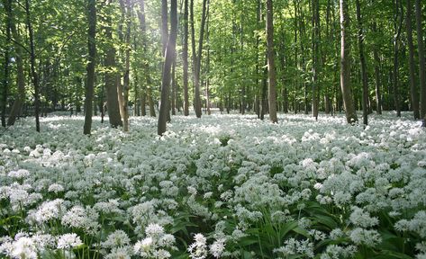 Meadow Aesthetic, Desktop Background Nature, Garden Bunting, Nature Desktop, Starting A Vegetable Garden, White Nature, Purple Trees, Forest Wallpaper, Forest Flowers