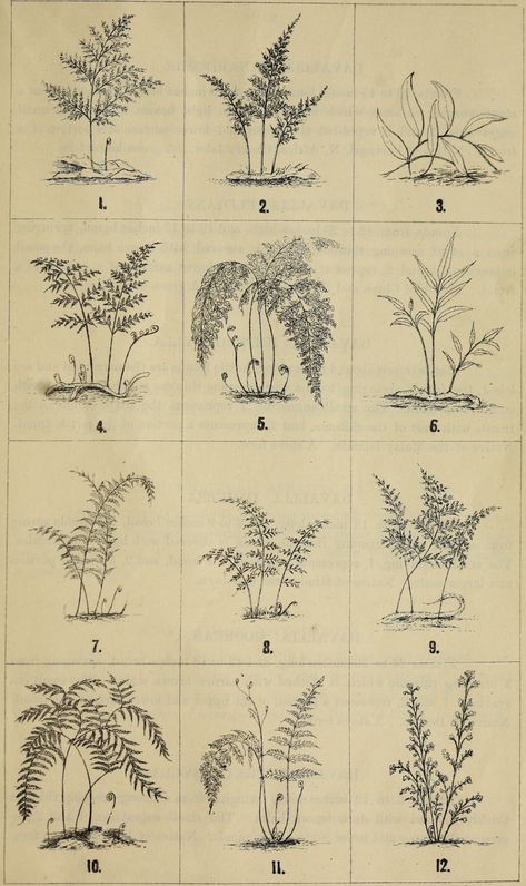 Illustrations of ferns for amateurs Fern Scientific Illustration, Asparagus Fern Tattoo, How To Draw Ferns Step By Step, How To Draw Ferns, Ferns Tattoo, Fern Sketch, Fern Drawing, Rabbit Foot Fern, Lower Arm Tattoos