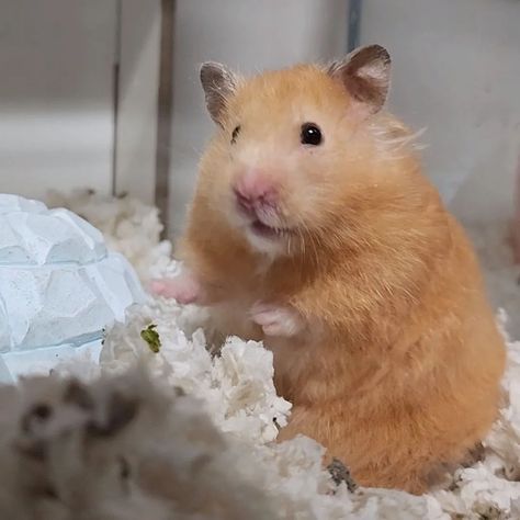 #mewpetshop #hamster #cute #thú_cưng Orange Hamster, Hamster Cute, Perfect Life, Pet Shop, Funny Animals, Orange, Funny, Red, Quick Saves