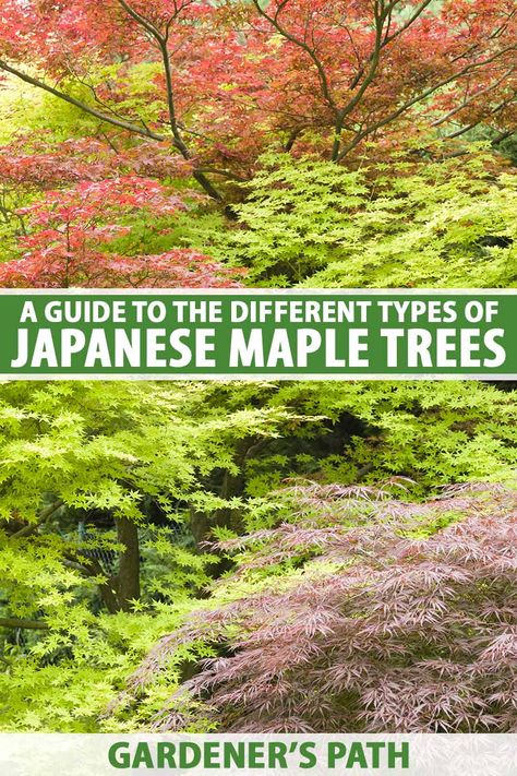 A Guide to Different Japanese Maple Types | Gardener’s Path Coral Bark Maple Landscaping, Japanese Maple Tree Landscape, Green Japanese Maple, Maple Tree Landscape, Coral Bark Maple, Japanese Maple Garden, Japanese Maple Varieties, Backyard Hacks, Bloodgood Japanese Maple