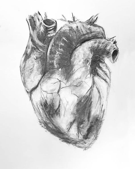 Heart Charcoal Drawing, Healing Sketches, Heart Drawing Sketch, Sketch Anatomy, A Human Heart, Advanced Higher Art, Film Recommendations, Art Alevel, Art Assignments