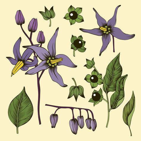 Belladonna Flower, Nightshade Flower, Dm Tips, Nightshade Plant, Deadly Nightshade, Witch Drawing, Tattoos Infinity, Gothic Flowers, Tattoos Mandala