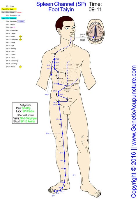 gall bladder acupuncture meridian traces out the shape of liver gall bladder and biliary tree Spleen Meridian, Weird Birthday, Gall Bladder Removal, After Gallbladder Surgery, Meridian Acupuncture, Acupuncture Points Chart, Traditional Chinese Medicine Acupuncture, Gallbladder Cleanse, Gallbladder Surgery