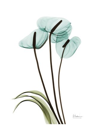 Albert Koetsier, Art and Prints at Art.com Xray Art, Albert Koetsier, Transparent Flowers, Fine Arts Posters, Flower Images, X Ray, Botanical Art, Portrait Art, Flower Drawing