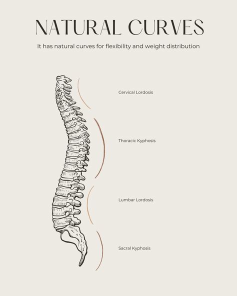 The spine has natural curves that help with weight distribution and flexibility. These curves include the cervical and lumbar lordosis (inward curves) and the thoracic and sacral kyphosis (outward curves). Cervical Lordosis, Lumbar Lordosis, Cervical Spine, Nursing School Notes, Medical Knowledge, Radiology, Natural Curves, School Notes, Yoga Teacher