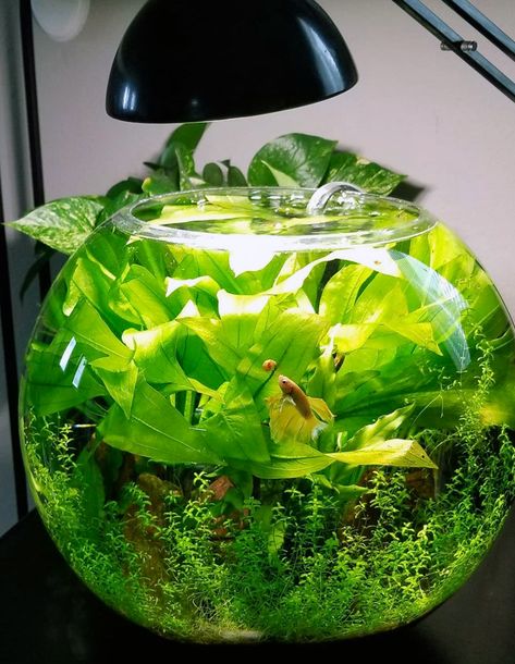 How To DIY Planted Fish Bowls: 15 Gorgeous Examples Plants With Fish In Vase, Natural Goldfish Tank, Terrarium Ideas With Fish, Glofish Tank Ideas, Planted Fish Bowl, Hexagon Fish Tank, Platy Fish, Easter Centerpieces Diy, Growing Sweet Potatoes