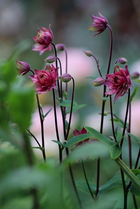 clementine red columbines Landscaping Quotes, Luxury Landscaping, Have Inspiration, Garden Cottage, Flower Farm, Ranunculus, Shade Garden, Front Garden, Dream Garden