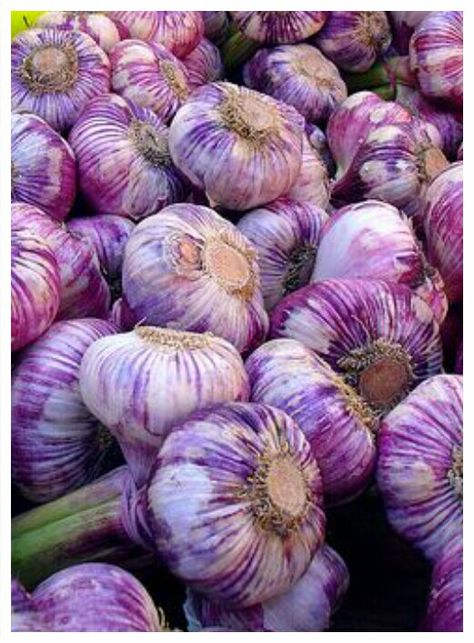 Purple Garlic Purple Garlic, Vegetables Photography, Paint Themes, Wine Purple, Gardens Of The World, Purple Garden, Royal Colors, All Things Purple, Natural Gifts