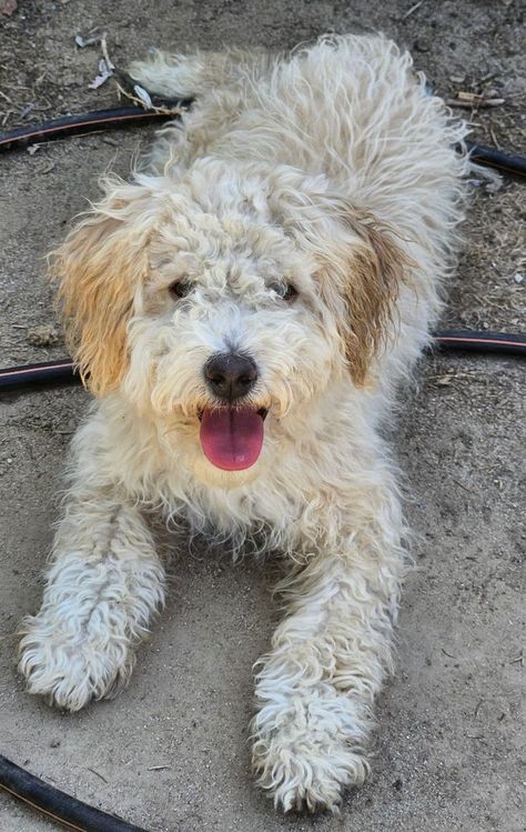 Stickers is an adoptable poodle searching for a forever family near Selma, CA. Use Petfinder to find adoptable pets in your area. Cocker Spaniel Mix, Poodle Puppy, Forever Family, Cocker Spaniel, Dog Adoption, Spaniel, Pet Adoption, Pet Care, Keep Calm