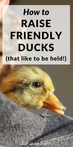 Raising Ducklings, Hatching Duck Eggs, Duck Hatching, Preparedness Ideas, Duck Pens, Duck Stuff, Homestead Animals, Homesteading Animals, Backyard Ducks