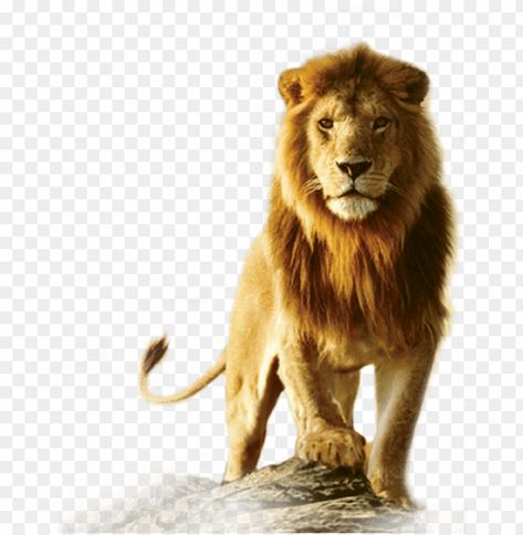 Lion Png Hd, Lion Background, Lion Hd Wallpaper, Lion Png, यूट्यूब लोगो, Photoshop Backgrounds Backdrops, Red Background Images, Lions Photos, Photoshop Backgrounds Free