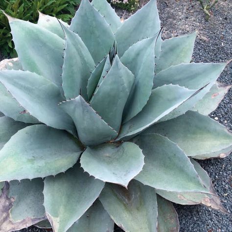 Agave ovatifolia 'Frosty Blue' | Walters Gardens, Inc. Agave Ovatifolia, Blue Agave Plant, Plant Palette, Bush Garden, Blue Agave, Agave Plant, Garden Makeover, Agaves, Steel Grey