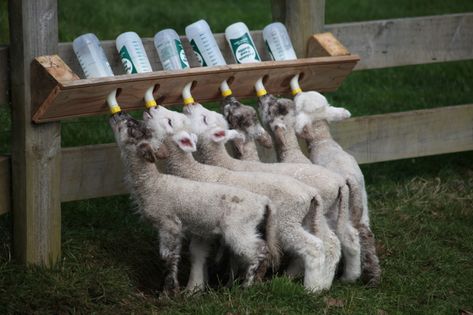 Milk Bottle Diy, Goat Milking Stand, Goat Feeder, Sheep House, Pen Designs, Cattle Barn, Goat House, Indoor Farming, Garden Wall Designs