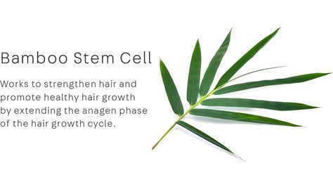 naturelab-tokyo-botanical-bamboo_1024x1024 Naturelab Tokyo, Hair Growth Cycle, Hair Strengthening, Beauty Life, Stem Cells, Follow Me On Instagram, Hair Growth, See More, Plant Leaves