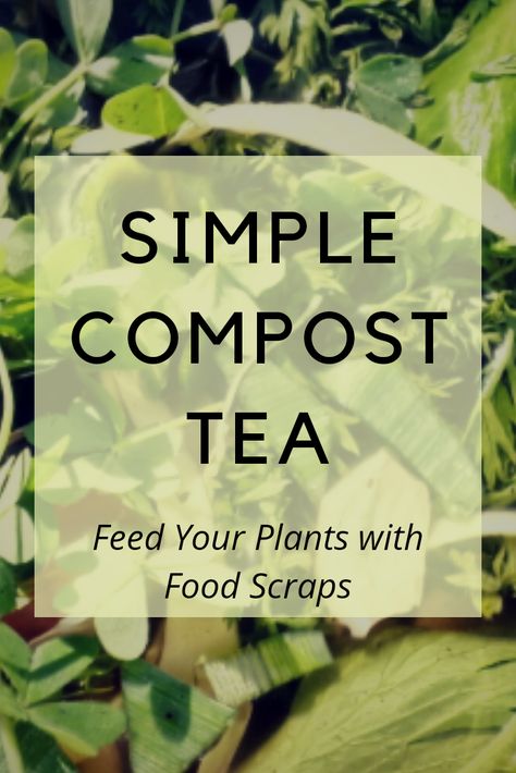 Simple Compost Tea for the Garden Compost Tea Recipe, Homemade Compost, Making Compost, How To Make Compost, Compost Tea, Natural Fertilizer, Garden Compost, Food Scraps, Tea Recipe