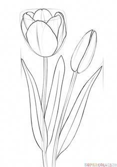 Learn how to draw this stunning tulip by following the step-by-step directions. How to draw flowers- diythought.com #drawingtutorial #drawingtips Draw A Tulip, Plants Drawings, Tulip Drawing, Sketch Images, Beginner Sketches, Doodle Flowers, Flower Sketch, Easy Drawings For Beginners, Flower Drawing Tutorials