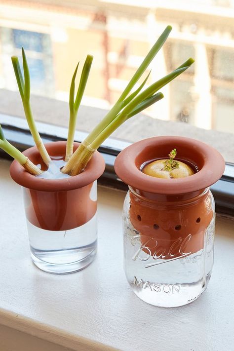 Green onions, potatoes, celery, romaine lettuce, fresh herbs, and much more can easily be regrown from their chopped off root ends that normally get tossed. Regrow Vegetables, Kitchen Scraps, Indoor Plant Care, New Roots, Interior Plants, Hydroponic Gardening, Plant Mom, Indoor Gardening, Leeks