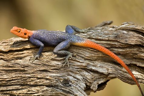 I photographed this agama lizard in Namibia with a 500mm f/4 Canon lens. I had to use extension tubes to reduce the minimum focusing distance because that enabled me to capture this frame-filling  ... Agama Lizard, Inheritance Cycle, Christopher Paolini, Daily Photography, Cool Animals, Pretty Animals, Animal References, Canon Lens, Macro Lens