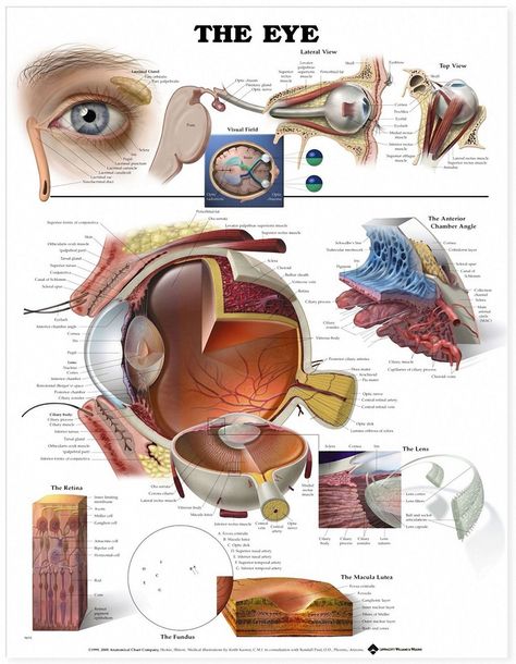 The Eye And Vision Anatomy Worksheet Answers — excelguider.com Eye Anatomy Diagram, Iridology Chart, Cow Eyes, Eye Anatomy, Eye Facts, Eye Exam, Eye Doctor, Human Eye, Anatomy And Physiology