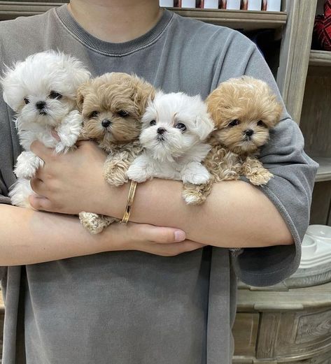 Here are some Maltipoo and cavapoo puppies ready for adoption, we will give you more details when you get to us through WhatsApp on +4917642428268 Dog Tattooes, Baby Exotic Animals, Tattoos Dog, Dog Pfp, Big Dogs Breeds, Puppies Teacup, Biggest Dog In The World, Dogs Tattoo, Cute Fluffy Puppies