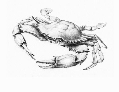 Atlantic Blue Crab - Andrew Leach Projects Blue Claw Crab, Crab Drawing, Blue Crabs Art, Tato 3d, Grace Tattoos, Crab Tattoo, Crab Art, Homemade Art, Blue Crab