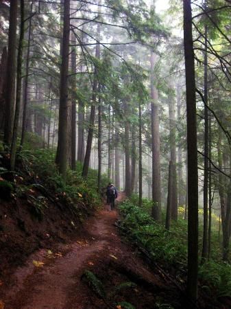 Forest Park, Portland, Oregon. Where I'd go for walks looking for Bigfoot..... Forest Park Portland, The Oregon Trail, Oregon Travel, Forest Park, To Infinity And Beyond, Pretty Places, In The Woods, Portland Oregon, Pacific Northwest