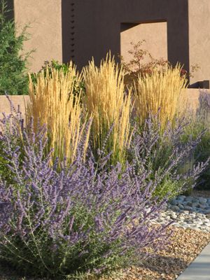 Waterwise perennials for the garden (pictured: Calamagrostis Karl Foerster with Perovskia) | source: High Country Gardens, article: Dave Salman Karl Forrester Landscaping, Carl Forrester Grasses, Karl Forester, Calamagrostis Acutiflora, Rental Renovation, Garden Grasses, Feather Reed Grass, High Country Gardens, Russian Sage