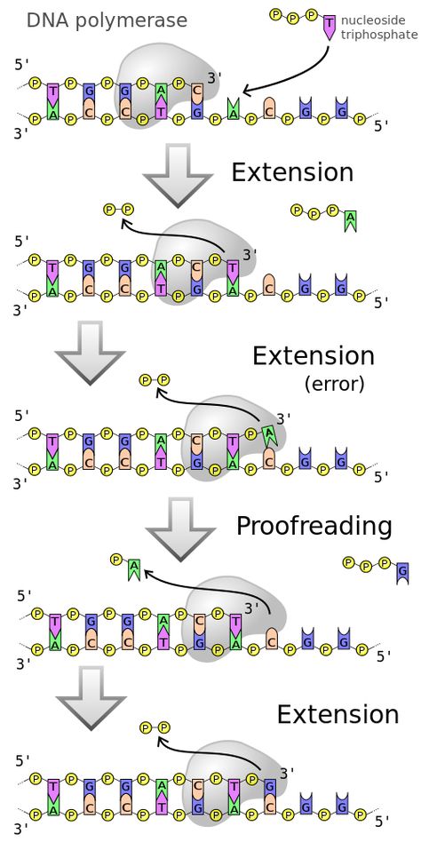 TJ. DNA polymerases are a family of enzymes that carry out all forms of DNA replication.[6] DNA polymerases in general cannot initiate synthesis of new strands, but can only extend an existing DNA or RNA strand paired with a template strand. To begin synthesis, a short fragment of RNA, called a primer, must be created and paired with the template DNA strand.  DNA polymerase adds a new strand of DNA by extending the 3' end of an existing nucleotide chain, adding new nucleotides matched to the template strand one at a time via the creation of phosphodiester bonds. The energy for this process of DNA polymerization comes from hydrolysis of the high-energy phosphate (phosphoanhydride) bonds between the three phosphates attached to each unincorporated base. (Free bases with their attached phosphate groups are called nucleotides; in particular, bases with three attached phosphate groups are called nucleoside triphosphates.) When a nucleotide is being added to a growing DNA strand, the formation of a phosphodiester bond between the proximal phosphate of the nucleotide to the growing chain is accompanied by hydrolysis of a high-energy phosphate bond with release of the two distal phosphates as a pyrophosphate. Enzymatic hydrolysis of the resulting pyrophosphate into inorganic phosphate consumes a second high-energy phosphate bond and renders the reaction effectively irreversible.[Note 1]  In general, DNA polymerases are highly accurate, with an intrinsic error rate of less than one mistake for every 107 nucleotides added.[7] In addition, some DNA polymerases also have proofreading ability; they can remove nucleotides from the end of a growing strand in order to correct mismatched bases. Finally, post-replication mismatch repair mechanisms monitor the DNA for errors, being capable of distinguishing mismatches in the newly synthesized DNA strand from the original strand sequence. Together, these three discrimination steps enable replication fidelity of less than one mistake for every 109 nucleotides added.[7]  The rate of DNA replication in a living cell was first measured as the rate of phage T4 DNA elongation in phage-infected E. coli.[8] During the period of exponential DNA increase at 37 °C, the rate was 749 nucleotides per second. The mutation rate per base pair per replication during phage T4 DNA synthesis is 1.7 per 108.[9] Thus DNA replication is both impressively fast and accurate. Dna Facts, Dna Polymerase, Dna Tree, Transcription And Translation, Biology Resources, Dna Replication, Dna Molecule, Secondary Science, Medical Laboratory Science