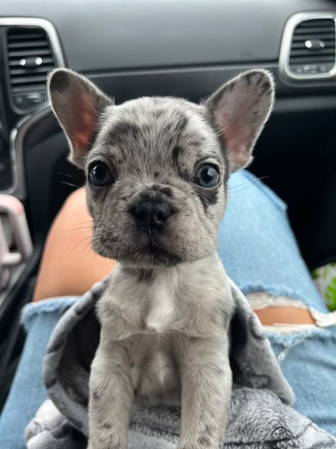 Merle french bulldog puppy Frenchie Merle, Merle French Bulldog Puppy, French Bulldog Merle, Blue Merle French Bulldog, Merle Frenchie, Blue French Bulldog, Blue French Bulldog Puppies, Baby French Bulldog, Merle French Bulldog