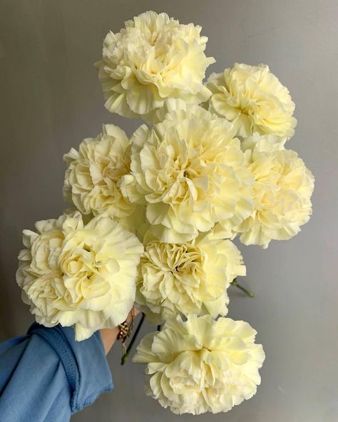 #FlorequisaFlowers #carnation #claveles #clavelesminami #carnations #carnationsflowers #flowergrower #ecuadorianflowers #freshcutflowers #cutflowers Pale Yellow Flowers Aesthetic, Soft Yellow Outfit, Light Yellow Weddings, Yellow Flowers Bouquet, Cream Tattoo, Yellow Wedding Bouquet, Yellow Carnations, Yellow Wedding Theme, Yellow Aesthetic Pastel