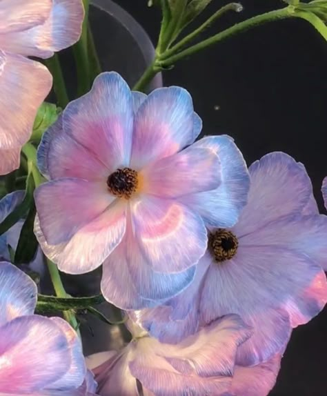 blue, purple, & pink flowers Pink And Blue Widget Aesthetic, Light Purple Blue Aesthetic, Lilac And Blue Aesthetic, Blue And Pink Widgets, Purple Pink And Blue Aesthetic, Pink Purple And Blue Aesthetic, Blue Pink Purple Aesthetic, Pink Blue Purple Aesthetic, Pink Purple Blue Green Aesthetic