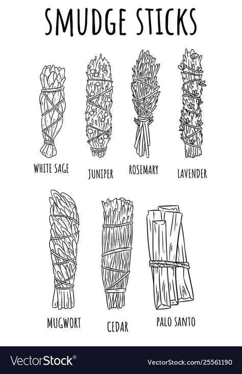 Sage smudge sticks hand-drawn set sketch vector image Sage Drawing Bundle, Sage Bundle Tattoo Drawing, Herb Bundle Drawing, Bundle Of Sage Tattoo, Smudge Stick Illustration, Sage Stick Tattoo, Smudge Stick Drawing, Sage Bundle Drawing, Sage Tattoo Bundle