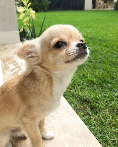 Chihuahua Puppies Aesthetic, Chiwawa Aesthetic, Blonde Chihuahua, Cream Chihuahua, Fluffy Chihuahua, Puppies Chihuahuas, Puppy Chihuahua, Dogs Chihuahua, Baby Chihuahua