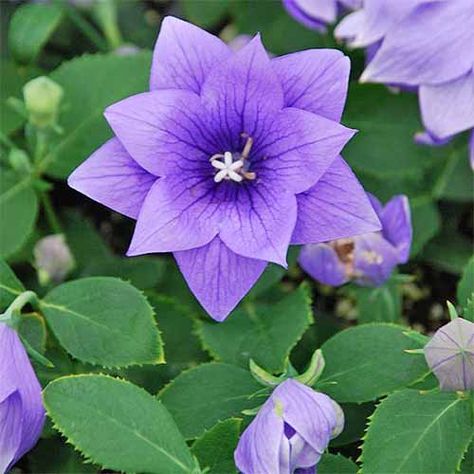 Balloon flower is prized for its blue color, uniquely inflated buds, and cheerful star-shaped blossoms. Given room, this hardy disease-resistant perennial establishes a firm root system, and slowly assumes a feature role. Learn all about your new favorite summer flower right here on Gardener’s Path. Star Shaped Flowers, Astra Flower, Purple Flowering Plants, Purple Flowers Garden, Flower Garden Plans, Long Blooming Perennials, Blue Balloon, Purple Balloons, Summer Plants