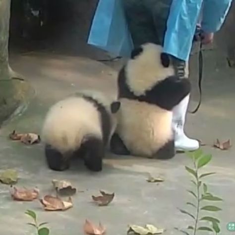 WEBSTA @panda._.bear_lover Cuteness overload! Follow @pandas_in_china * * Video by @ipandachannel FOLLOW @panda._.bear_lover @pandas_in_china Panda We Bear Bears, Panda Aesthetic, China Video, Baby Pandas, Panda Images, Panda Cute, Baby Panda Bears, Panda Bears