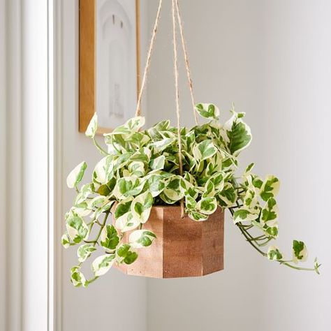 Best Indoor Hanging Plants, Indoor Plants Styling, Rustic Planters, Wood Planter, Hanging Plants Indoor, Pothos Plant, Plant Decor Indoor, Hanging Plant, Wood Planters